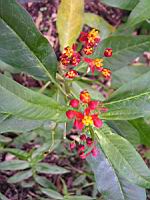 Asclepias curassavica Dark Red (fam. Asclepiadacees) (2) (Photo F. Mrugala)